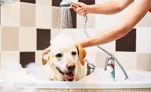 狗狗不爱干净经常洗澡怎么办,狗狗不爱洗澡怎么办