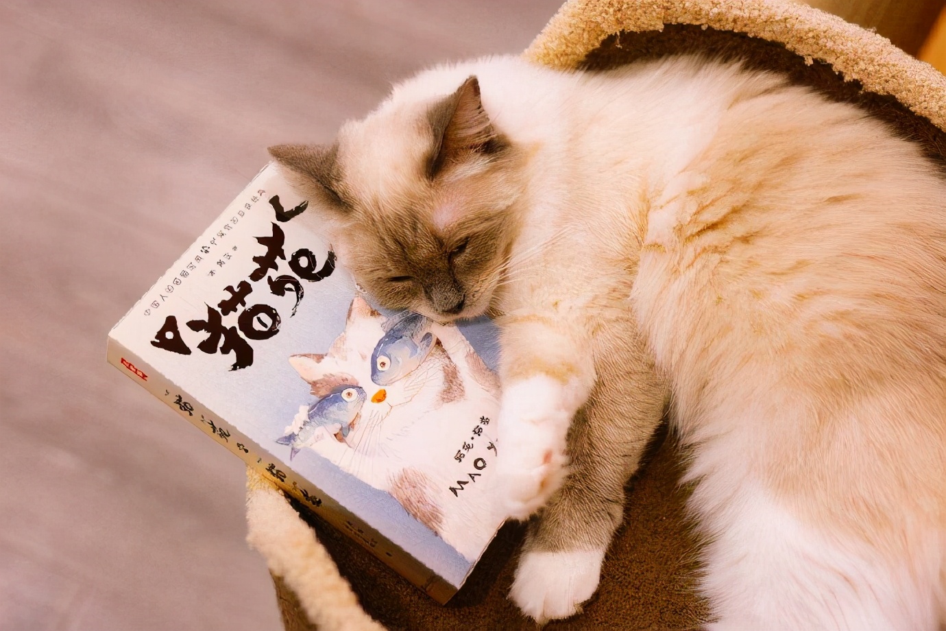 古代人养猫的历史,古人撸猫的仪式比纳妾还复杂