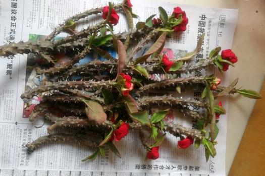 虎刺梅需要拔掉叶子吗,虎刺梅买回来用浇水吗