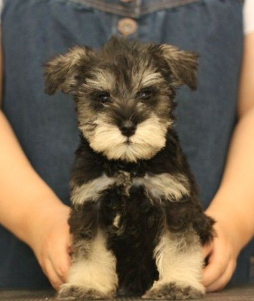 宠物狗品种大全热门宠物排行,常见的小型宠物狗品种及图片大全