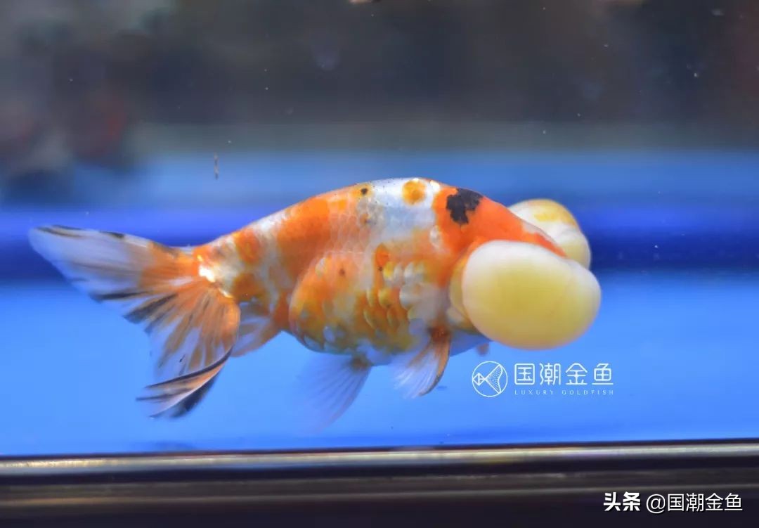 草种金鱼的饲养技术与方法图解,草金鱼裸缸养鱼好还是造景缸养好