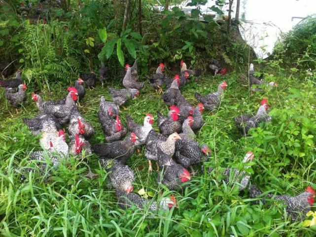 半年时间养殖什么最好挣钱,养殖成本才50元6个月即可出栏