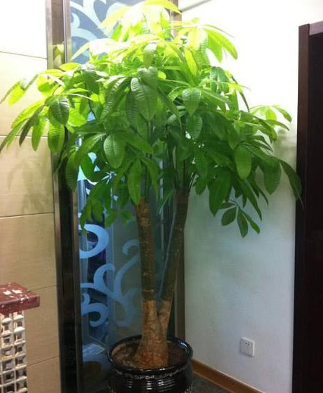 买的发财树的土很板结如何改善,发财树盆土板结怎么处理