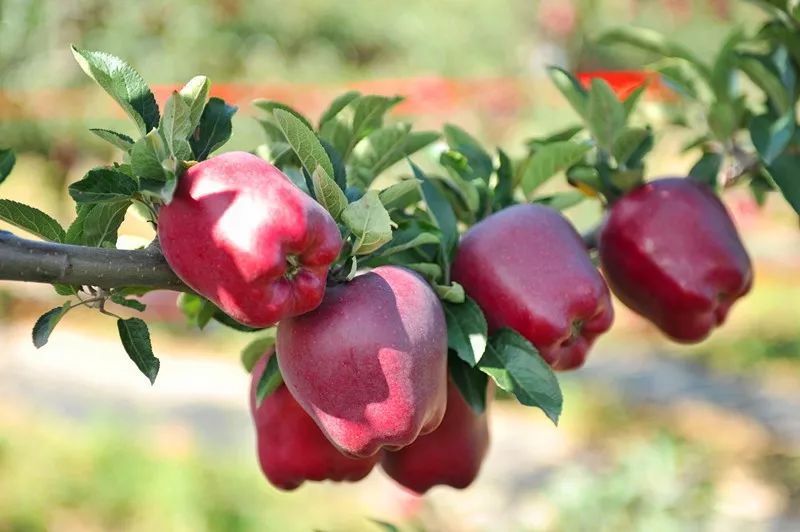 陇南市苹果代言,陇南礼县苹果代言