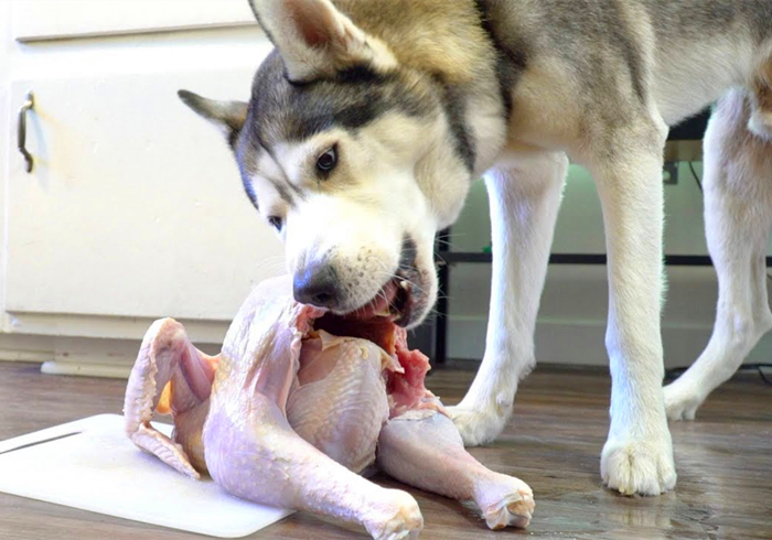 狗狗贫血缺钙怎么补最好,狗狗贫血严重除了输血还能怎么办