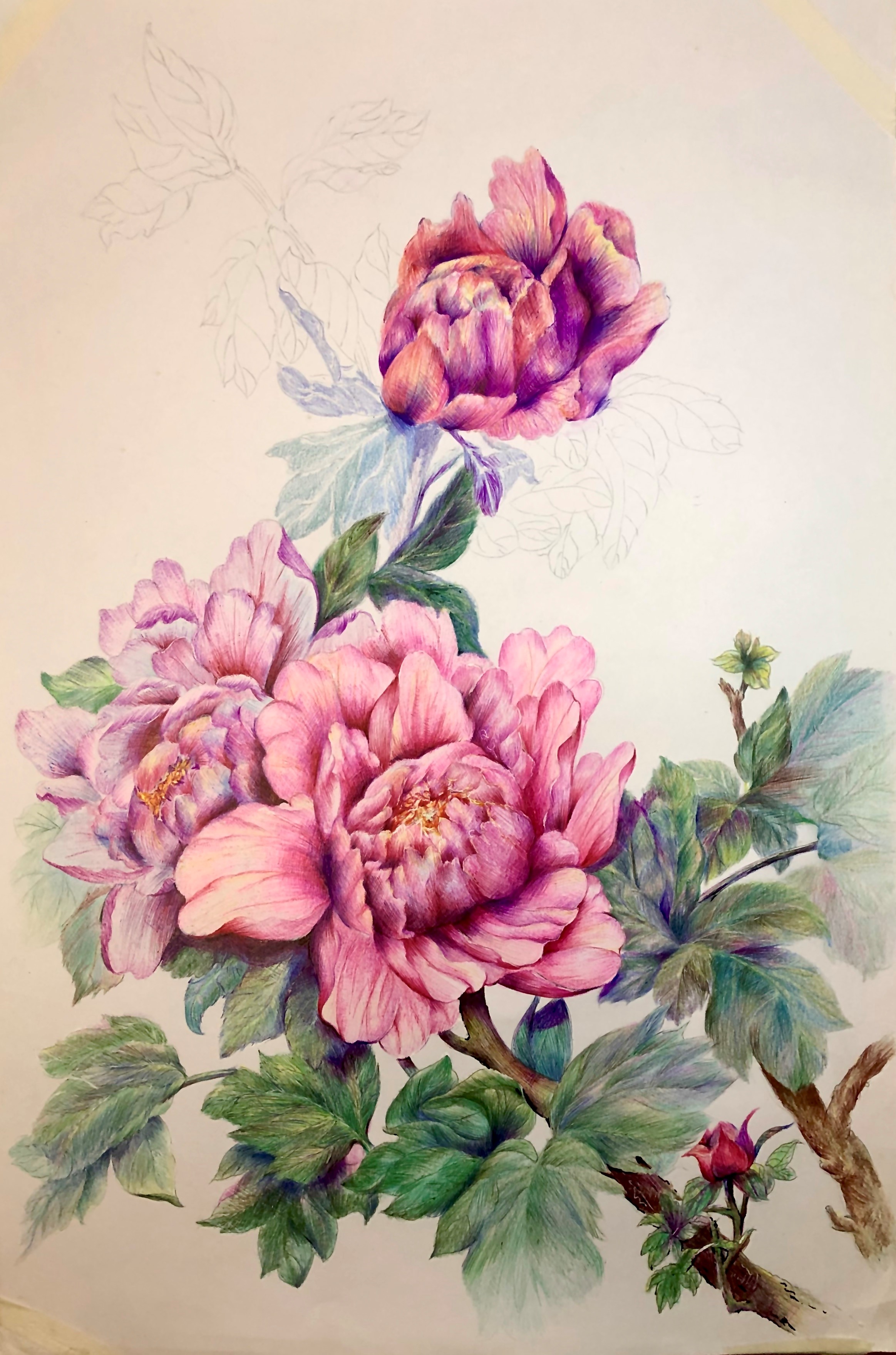 圆珠笔画牡丹教学,圆珠笔画牡丹的画法