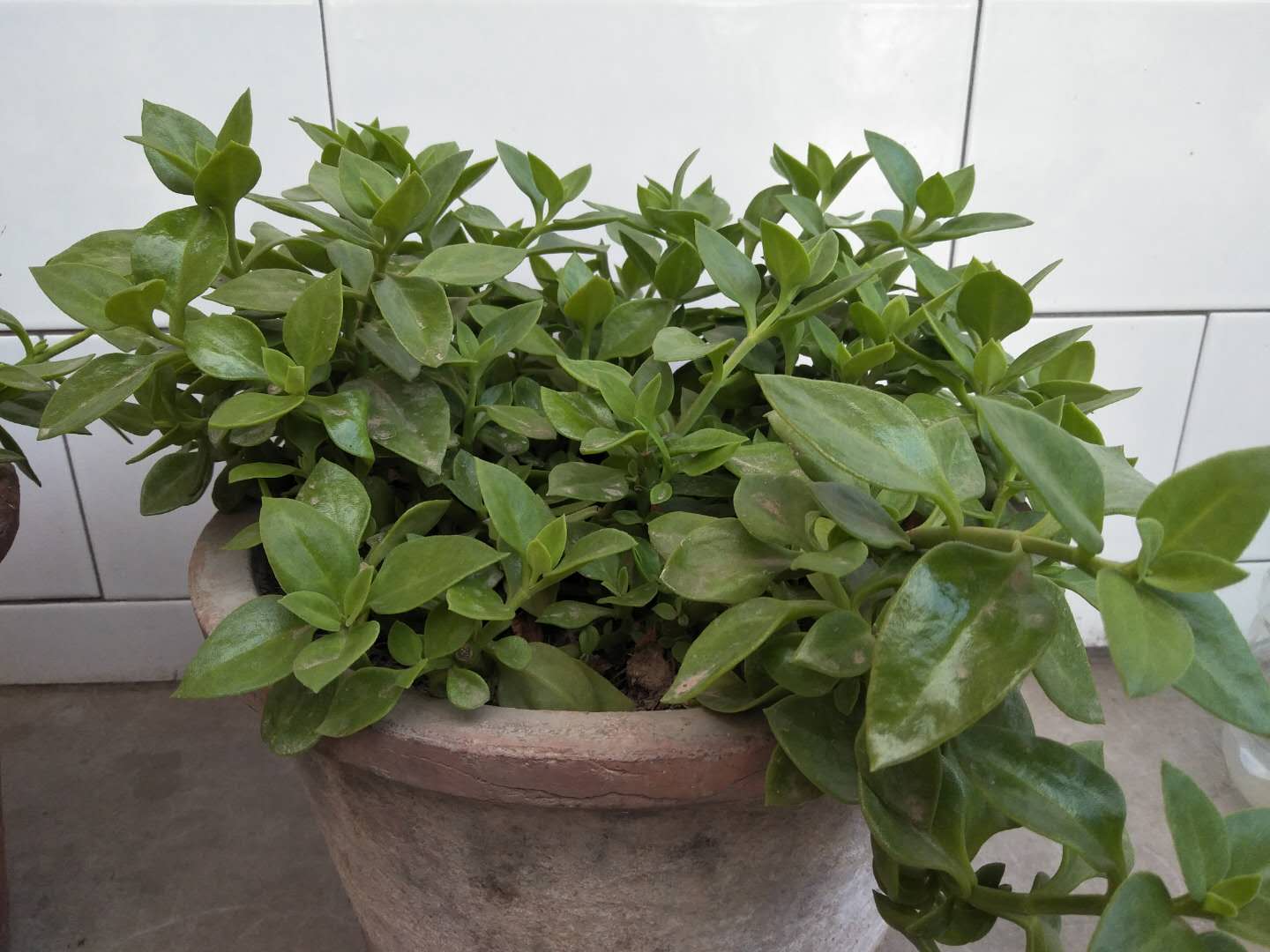 牡丹吊兰有什么讲究和禁忌,牡丹吊兰吃了对身体有什么好处