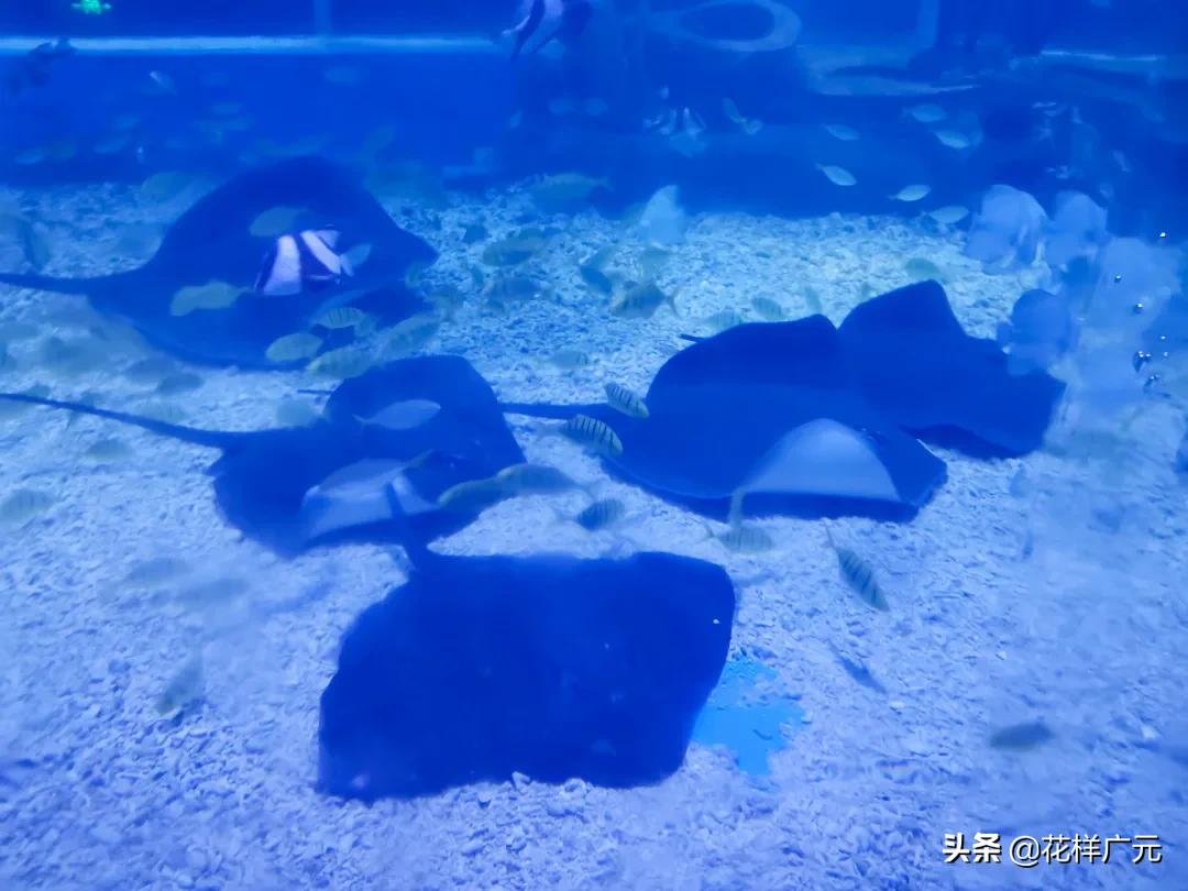 「广元卡尔海洋世界」海洋科普—鳐鱼：其实，我是被压扁的鲨鱼