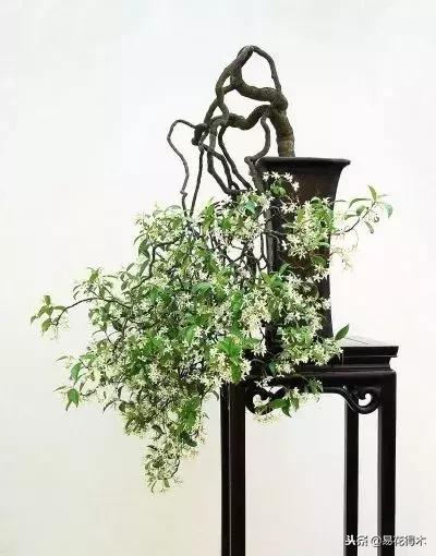 络石盆景的鉴赏与栽培养护