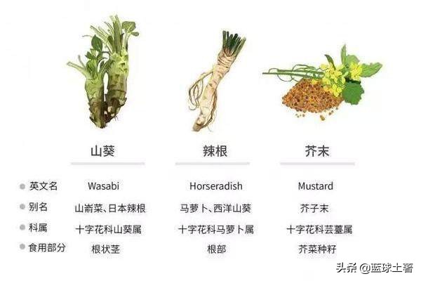 西餐香料不用葱,西餐怎么使用蒜