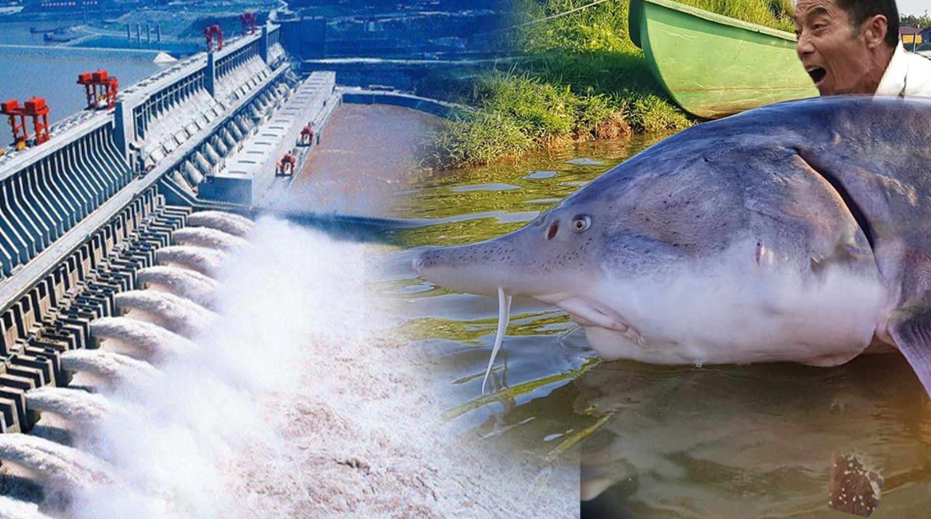 三峡大坝蓄水现在鱼有多大,三峡大坝建成后鱼类减少多少种