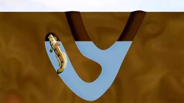 如何捕鱼跳跳鱼,野生跳跳鱼养殖