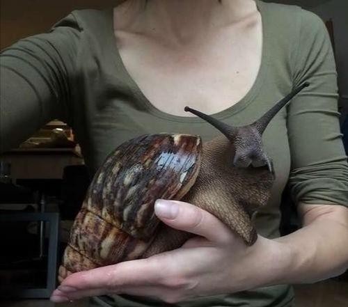 动物界顶级“房奴”,蜗牛从出生就要为了外壳努力,不惜得罪人类