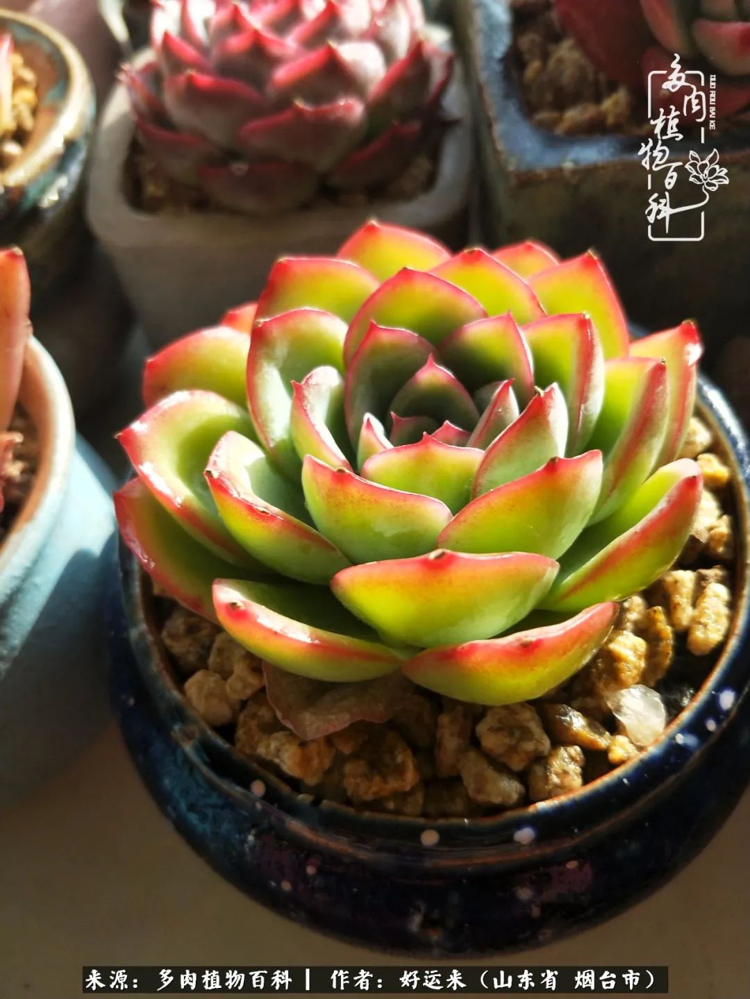 这世上怎么会有那么可爱的小可爱,这世上怎么有这么可爱的小生物