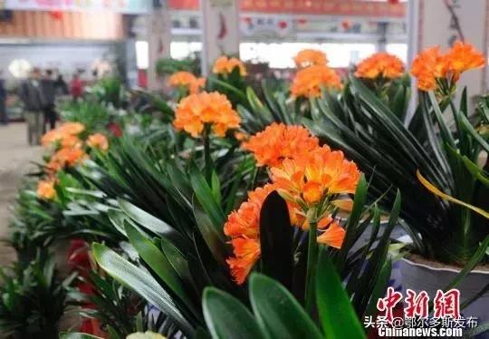 为什么选牡丹为国花,牡丹被定义为国花