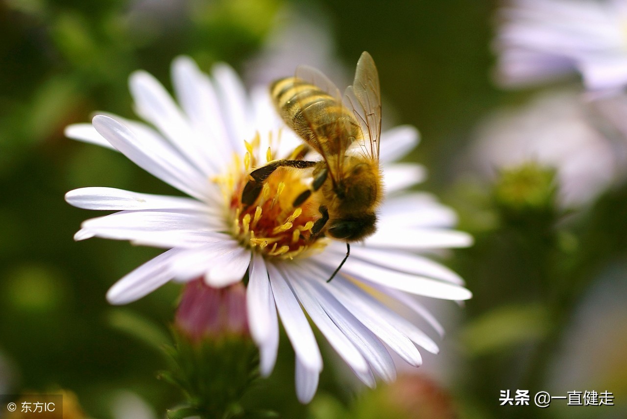 菜根谭作者洪应明简介,洪应明菜根谭全文及译文