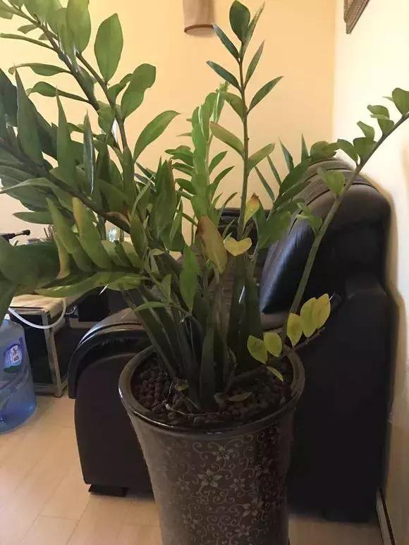 花积水了怎么补救,家里花多怎么浇水方便