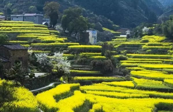 春暖花开的季节我和你如期相约,醉美开化油菜花