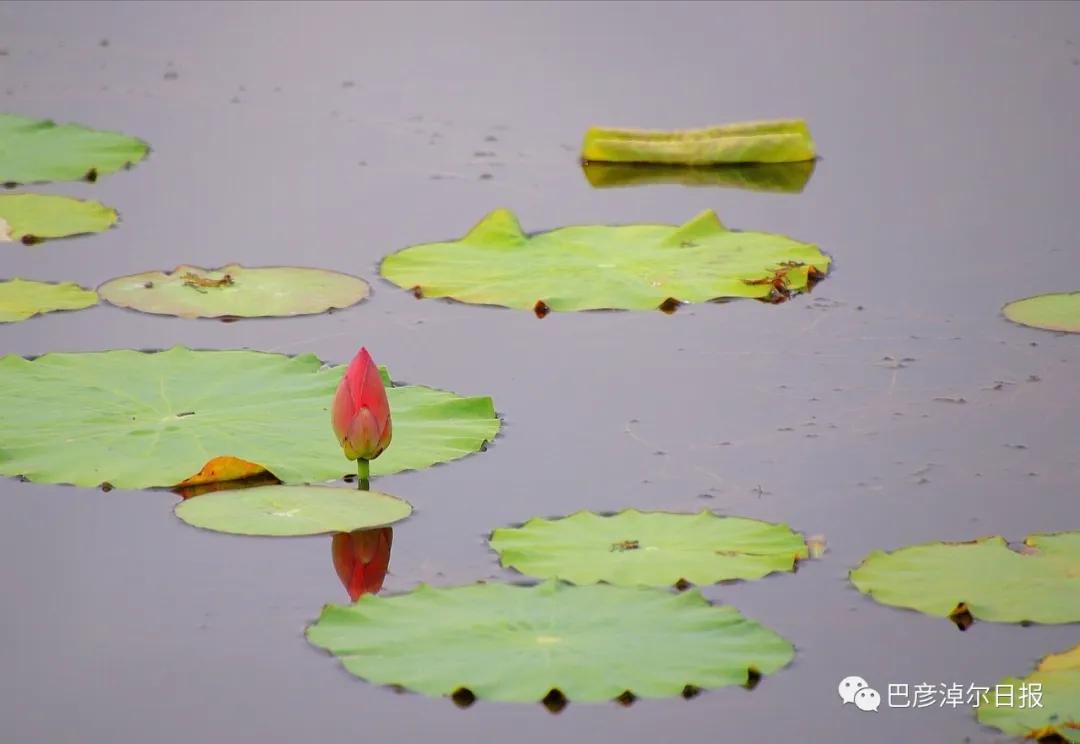 临河植物园景色,临河荷花景区