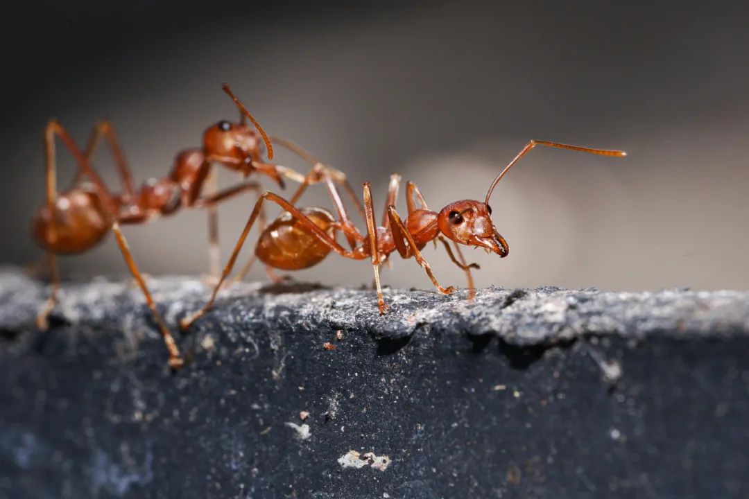 很毒！碰到这种小土堆躲远点