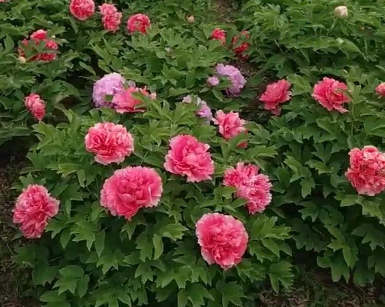 爸气十足艺术字,爸气十足串词