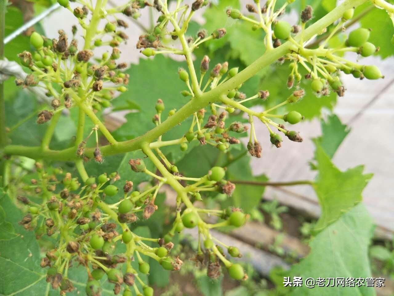 灰风暴葡萄灰霉病,霜霉病灰霉病什么情况易发生