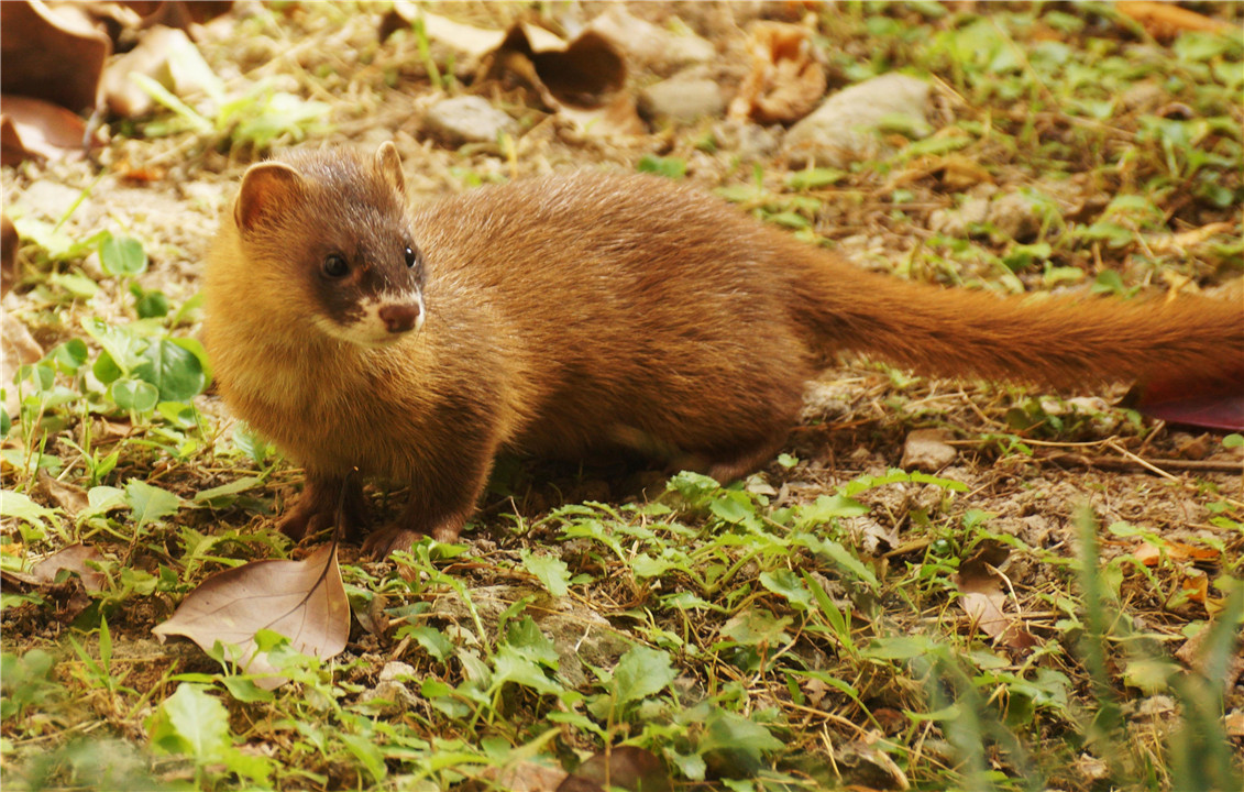 养殖户怎么防止黄鼠狼,黄鼠狼为什么不能大量养殖