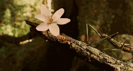 一鼓轻雷惊蛰细筛微雨落什么意思,一鼓轻雷惊蛰后细筛微雨落梅天
