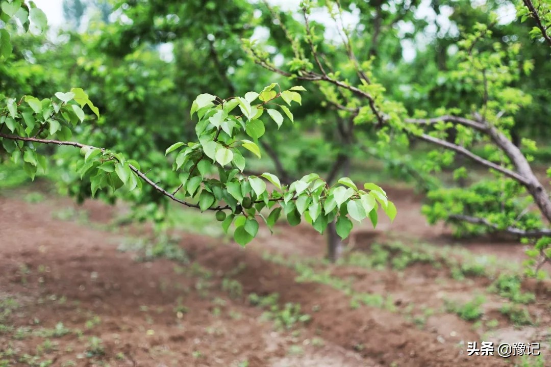 蒙古包烤全羊郑州,北京吃烤全羊的蒙古包