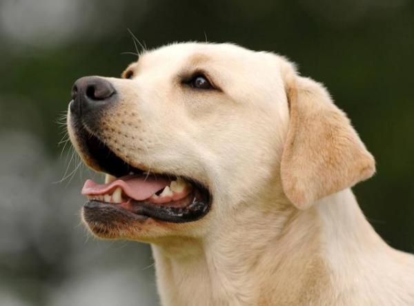 拉布拉多犬怎么看出是好的,怎么区分纯拉布拉多犬幼犬