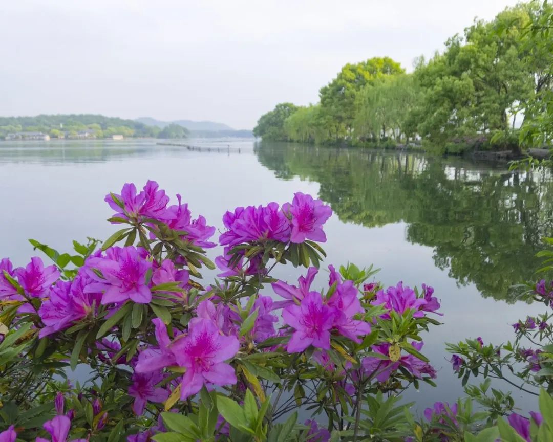 欣赏西湖的全景太美了,西湖美景实在美怎么也看不够