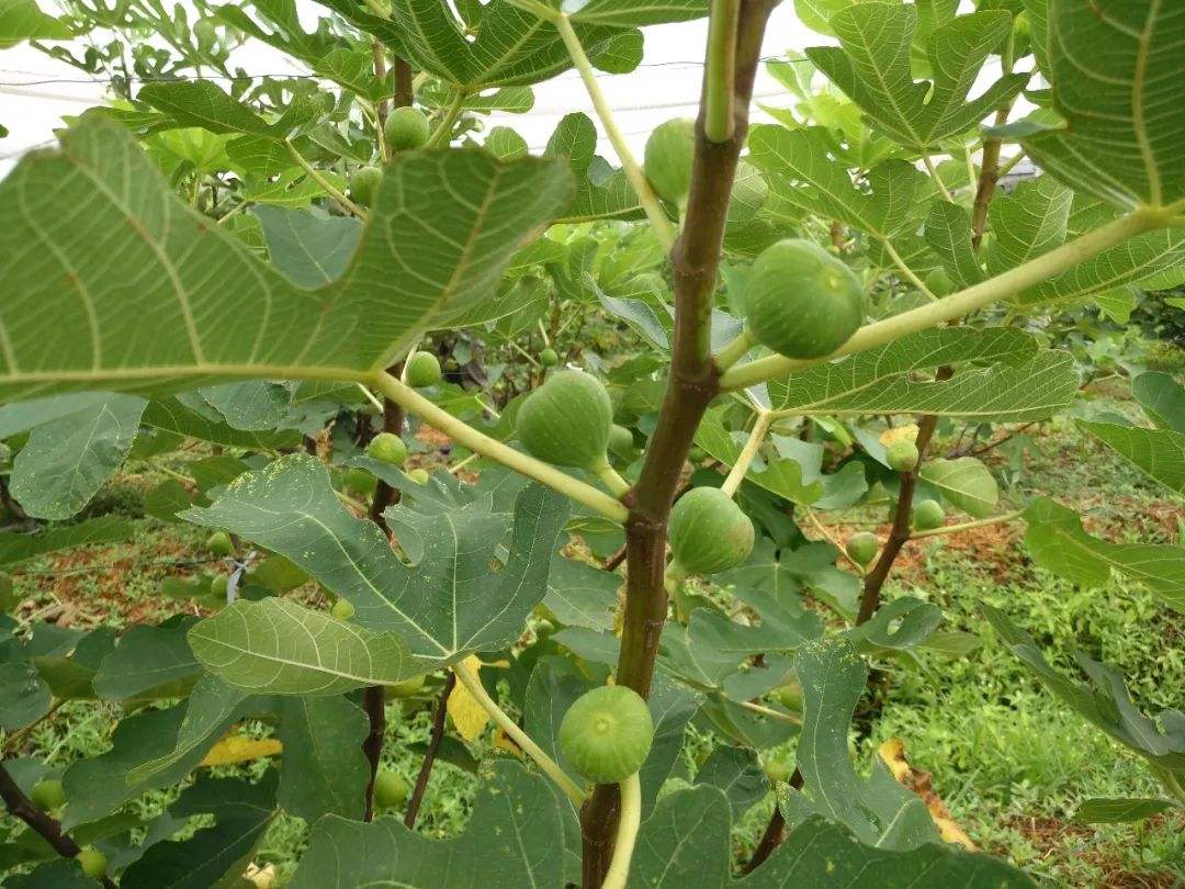 无花果树种植方法全过程,种植无花果的树有几种