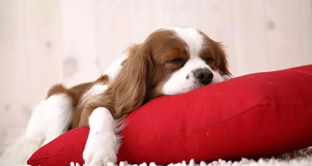 福懋动物诊所打疫苗,福懋宠物疫苗