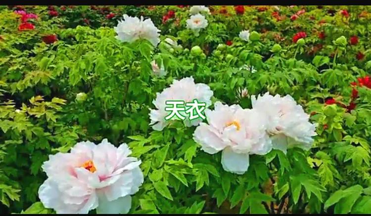 雍容华贵的国之牡丹惊艳了世界,美丽富贵的国花洛阳牡丹