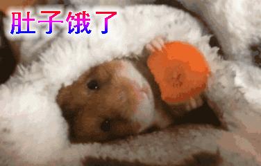 仓鼠种类大仓鼠,仓鼠的详细资料仓鼠的种类