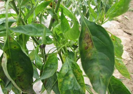 辣椒炭疽病你了解吗?高温天气易感染、传播快!防治措施在这里