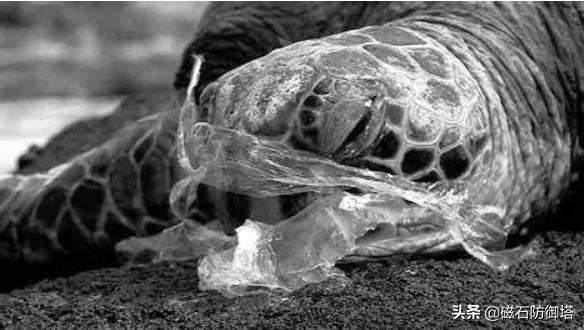 饲养箱爬虫,饲养箱乌龟