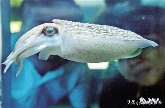 102种海鲜,营养丰富的海鲜有哪些品种