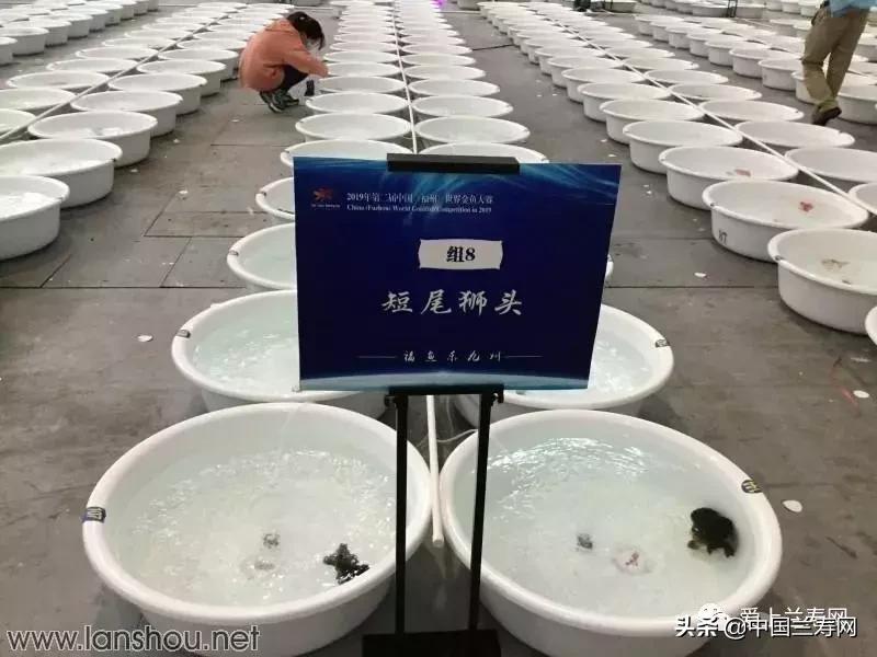 世界金鱼大赛在福州举行,2019中国世界金鱼大赛