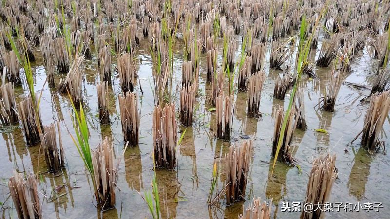 moto照相,moto拍照效果