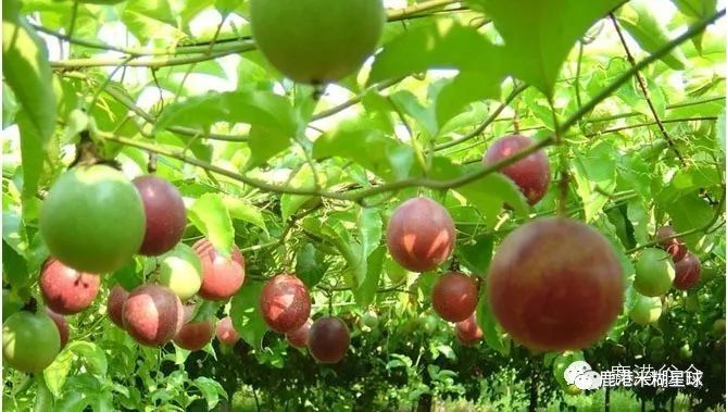 台湾米糊企业向湖北宝宝免费赠送30天米糊