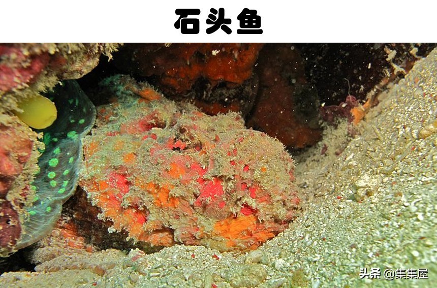 世界六种最罕见的鱼,6种奇特的鱼