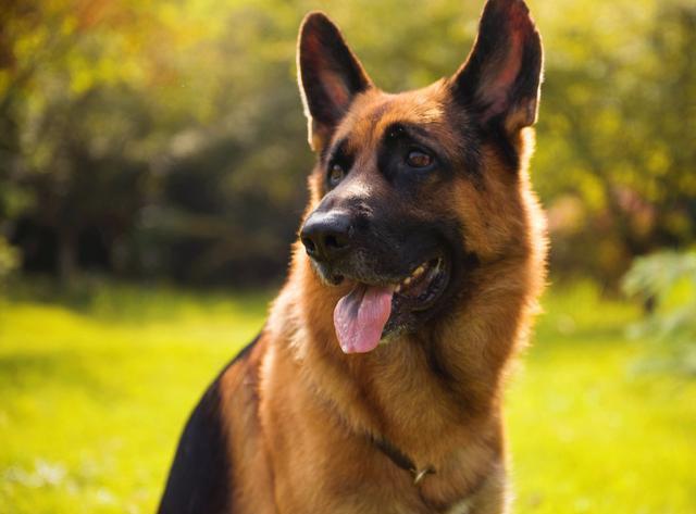 “德牧”的优点太多了，网友：养了之后就不想换了