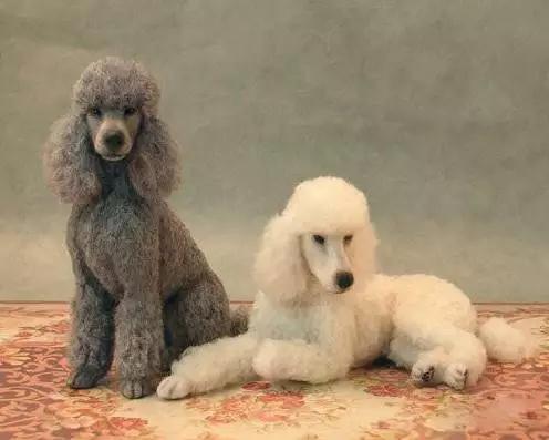 推荐各种狗狗的类型,10种有型罕见的狗狗