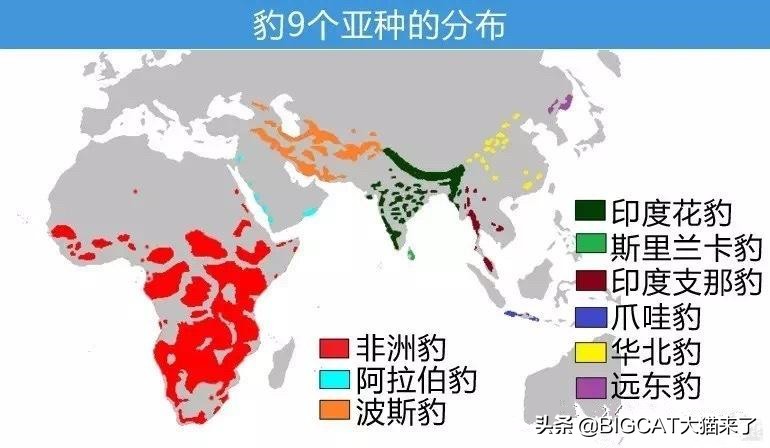 黑豹是哪个国家猫科动物,黑豹动物是哪个品种的豹子