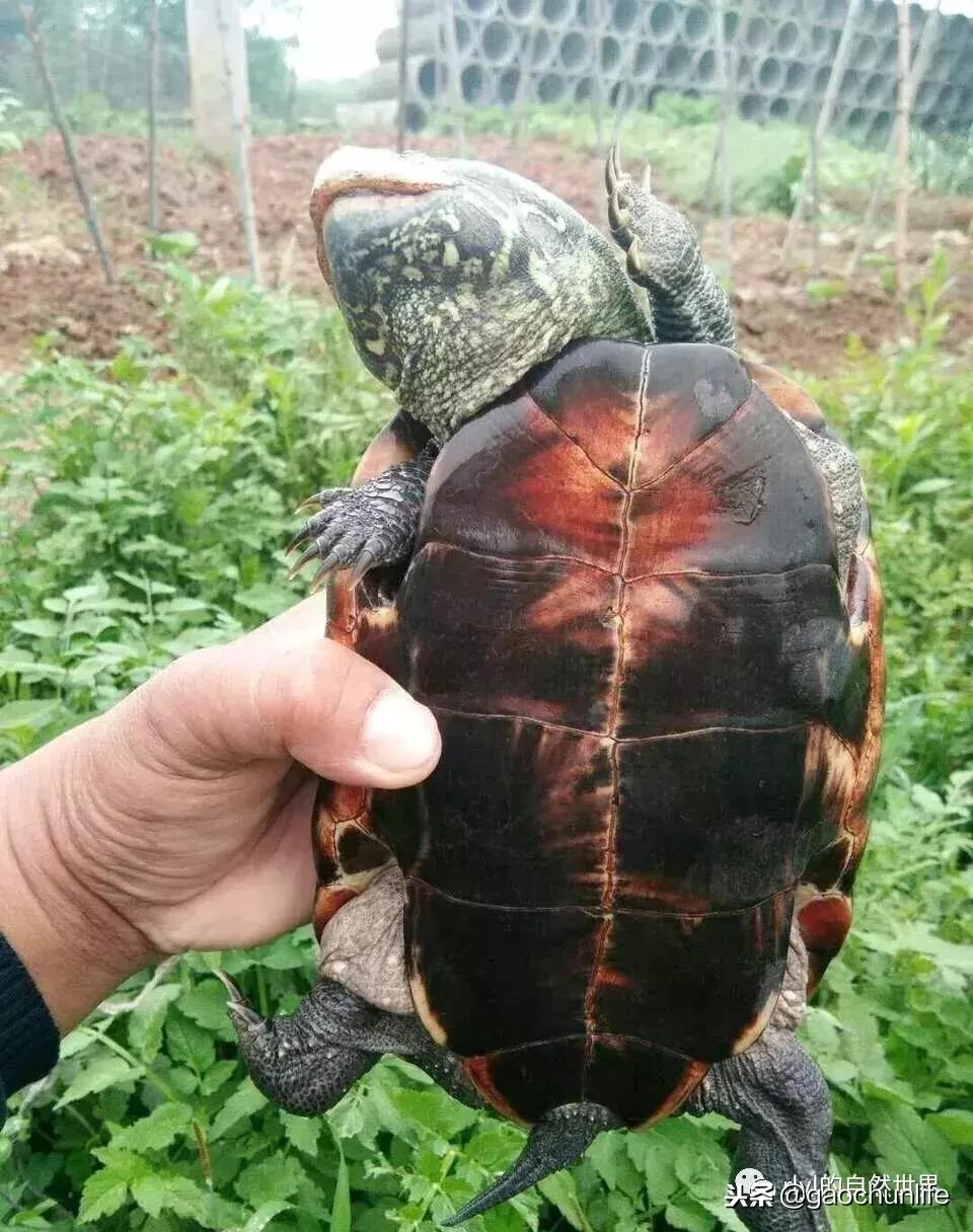 草龟难养,养草龟笔记