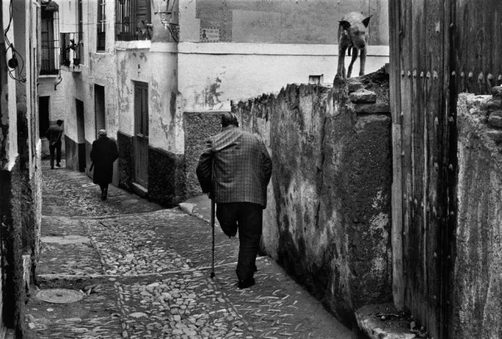 犬的记忆｜世界摄影经典