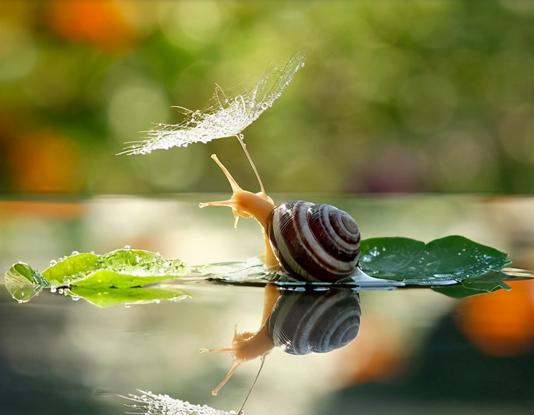 各种各样的蜗牛简单的,各种各样的蜗牛视频