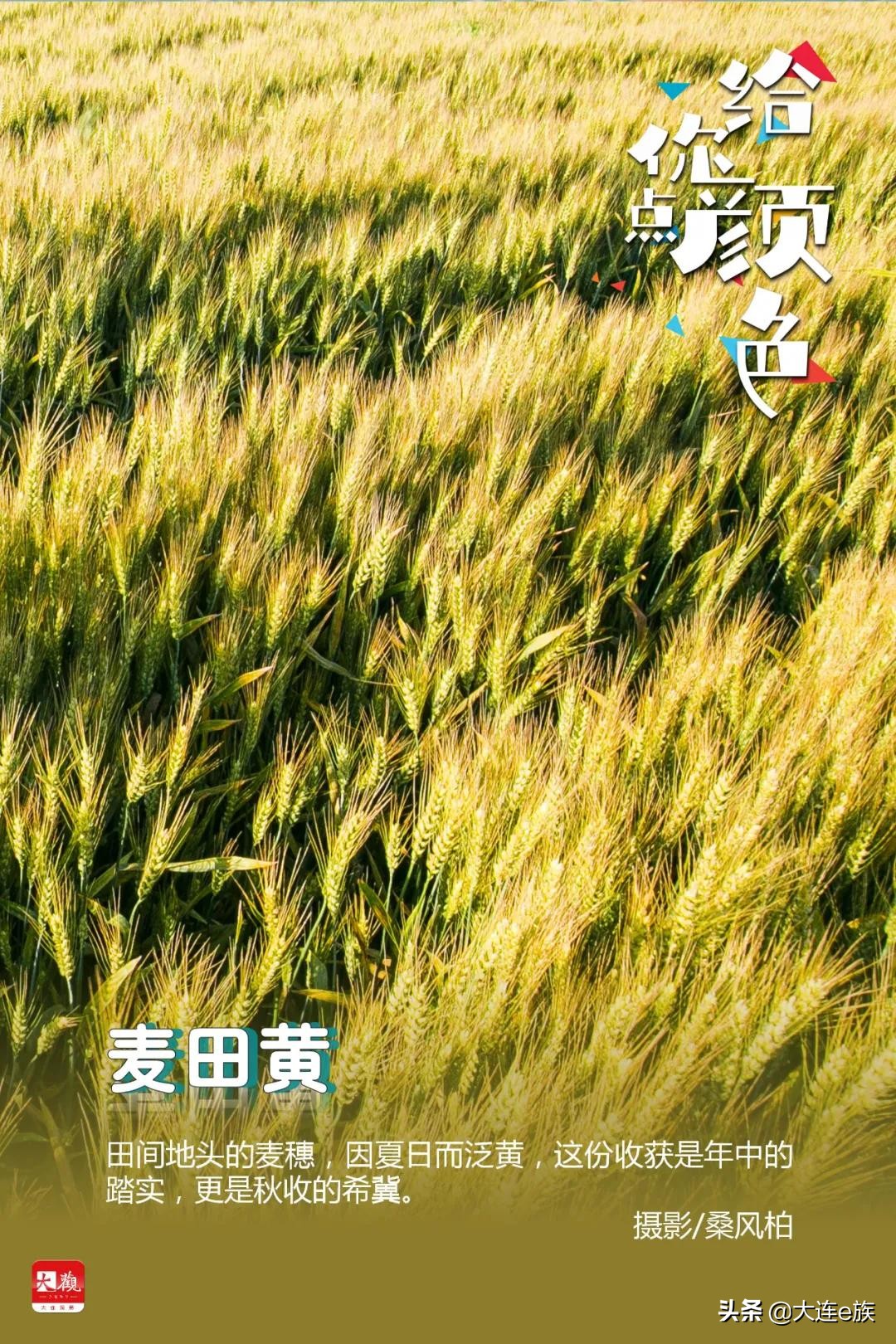 大连色卡,大连给貂皮改色