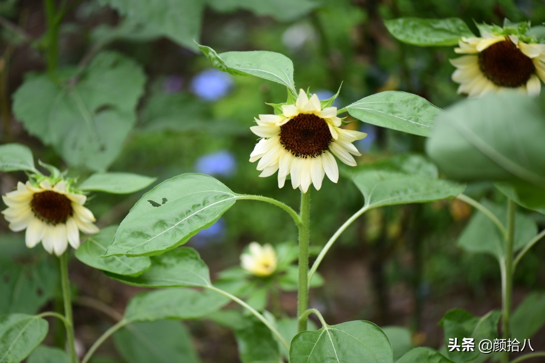 这个夏天我在花园里种向日葵|园丁